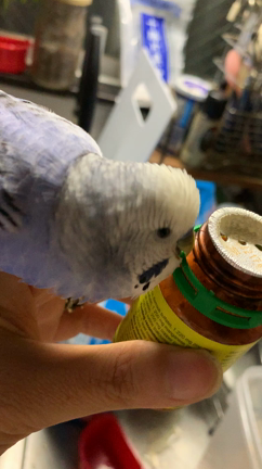 インコのtail二世 鳥飼いの皆様に質問です これってケロケロ 吐き戻し はにてる Honeytail