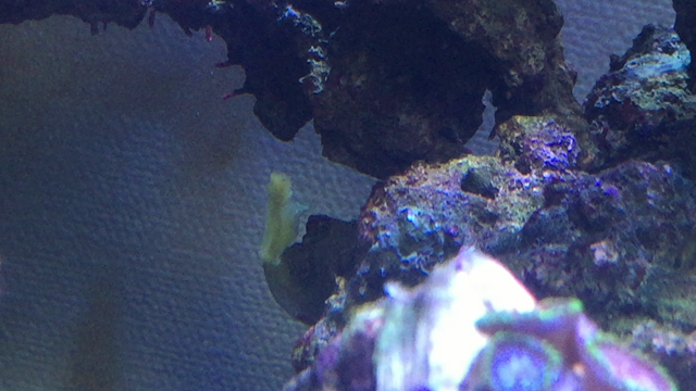 ライブロックに繁殖…お前は水槽に必要？の記事動画