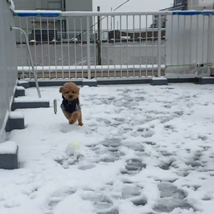 ちょっと雪。の記事動画