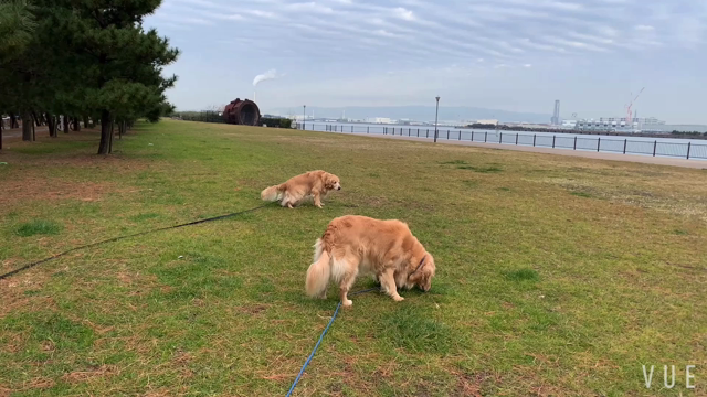 ドッグラン動画vol.1920の記事動画