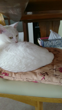 ハナさん動画  毛繕いハナさんの記事動画