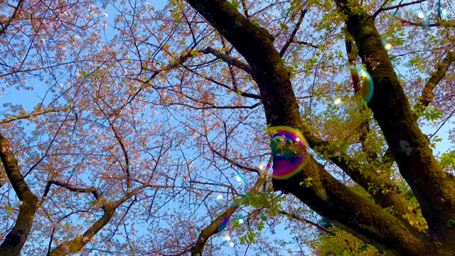 シャボン玉をとばしたり友人と過ごすこの穏やかなお花見が楽しい！の記事動画
