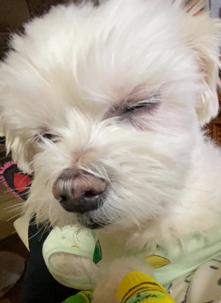 ラ・ムーの100円たこ焼き、初めて購入。の記事動画