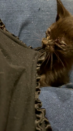 　いらっしゃい♪の記事動画