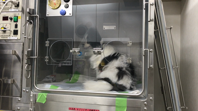 胆嚢粘液嚢腫　またまたかさなるの記事動画