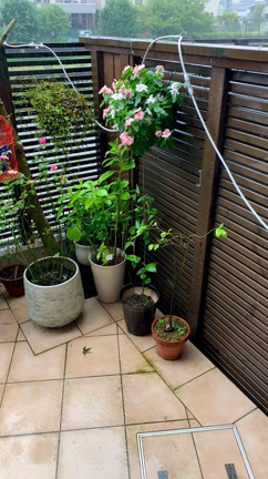 台風の影響で雨が…の記事動画