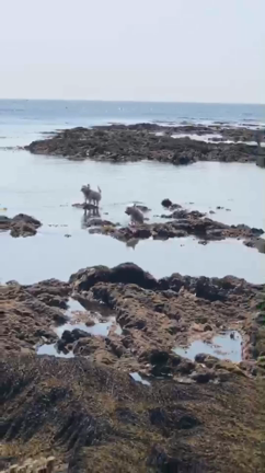 海獣？の記事動画