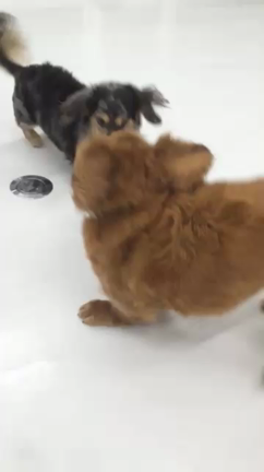 エルちゃんの記事動画