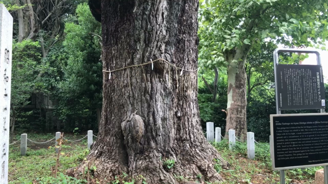 ■芝東照宮で大きなご神木に癒される～東京タワーパワスポめぐり２～の記事動画