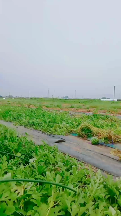 すいかの名産地　交通誘導大忙しの記事動画