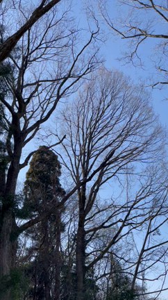 塩の千本桜とジョワとウグイスの声の記事動画