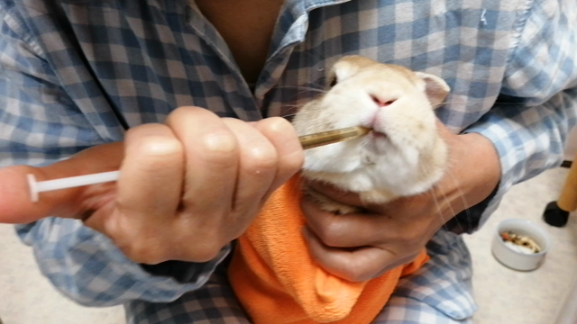 ウサギに薬を飲ませるコツの記事動画