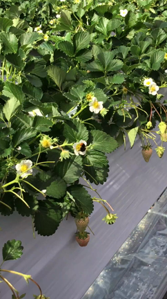 クロちゃん　キターーー❗️の記事動画