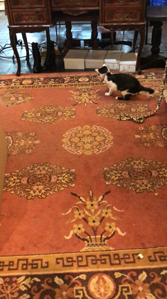 今年もどうぞ宜しくお願いいたします！の記事動画