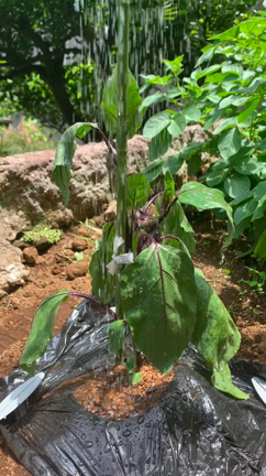 ナスの定点観察の記事動画