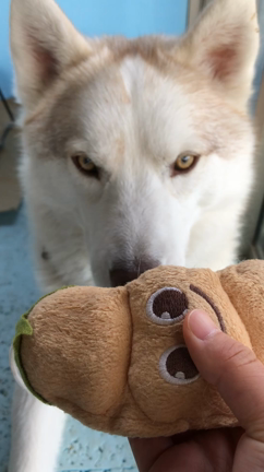 今日のルディロイ➄の記事動画