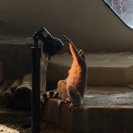 ニフレルのヒトたちの記事動画