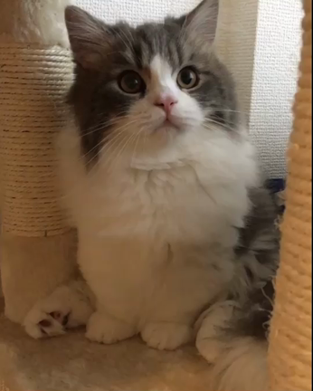 卒業生にゃんの記事動画