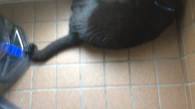 玄関にへばりつくミズキ！の記事動画