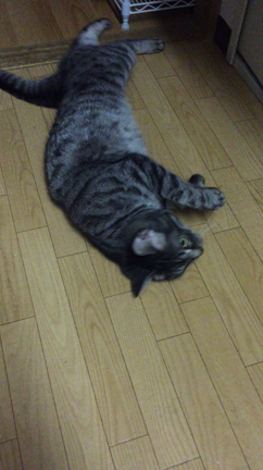 実家への記事動画