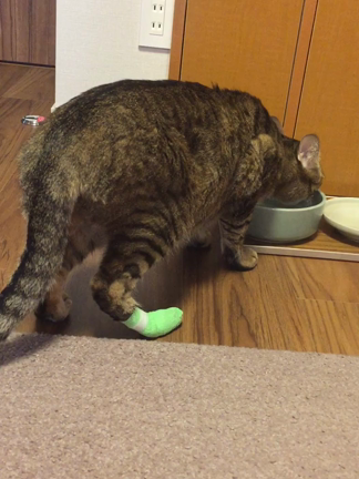 猫たまきの百烈キックの記事動画