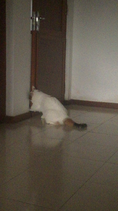 さてさてこの辺での記事動画