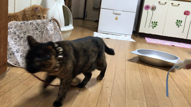 もう9月。。。の記事動画