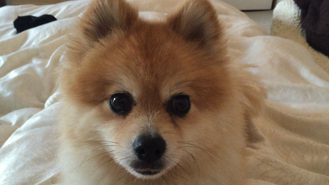 【かわいい通信♡】あさのぽめたろうだよー！の記事動画