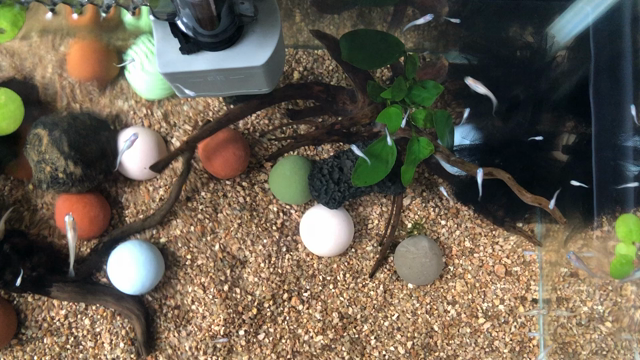 幼い探検家の記事動画