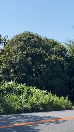 はたなかのお弁当 2021年10月5日火曜日の記事動画