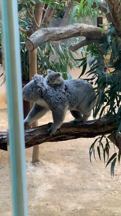 またまたの記事動画