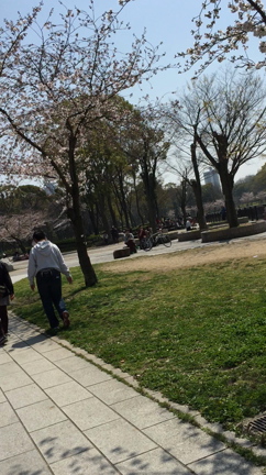 大阪城公園の桜を見に行きましたの記事動画