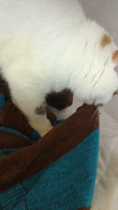 フミフミも個性の記事動画