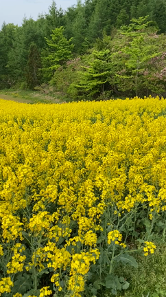 喜多方 三ノ倉高原 菜の花フェスタ 22 満開 見頃を迎えています Sybilleの部屋