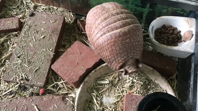 ワクワクの記事動画