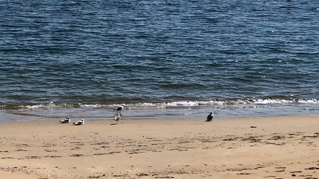 ♪カモメにだって～悩みはあって～の記事動画