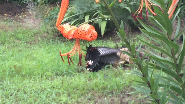 ヤマユリと黒のちょうちょう〜の記事動画