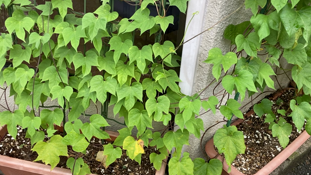 朝顔咲いたの記事動画