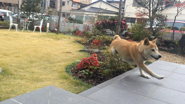 元気がない時に見る動画の記事動画