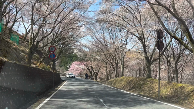 虹色のお日さまの下でお花見の記事動画
