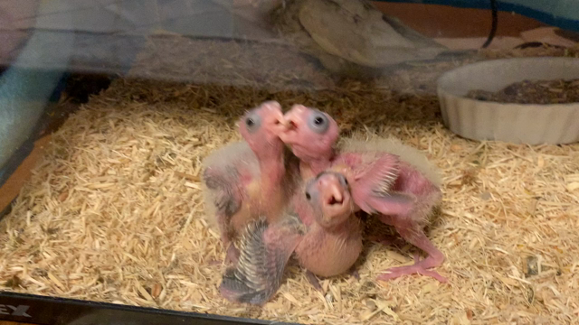 コケてる！？の記事動画