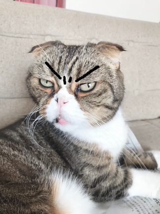 おはようにゃんこ…7/7の記事動画