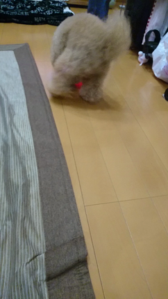 白河らーめんと犬のおもちゃの記事動画