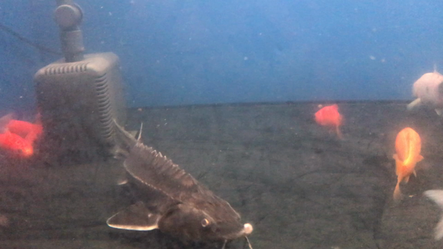 調子が悪くいつ落ちるか心配のベステルチョウザメ 黄泉の国からやってきた獣魚人 聖海熊一郎