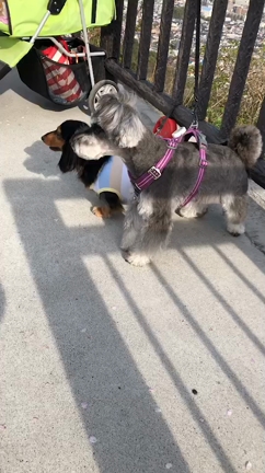 お花見〜黄金山を登るの記事動画