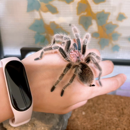 家族増えましたの記事動画