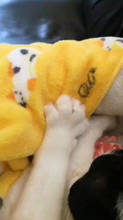 癒されるわ～の記事動画