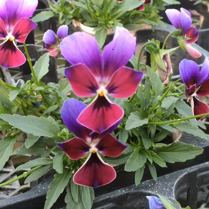 世界で一つの花 ミステリアスバニーの記事動画