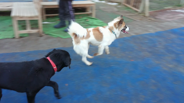 コロンさんと遊ぶの記事動画