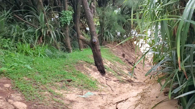 奄美大島の自然に癒されてくださいの記事動画